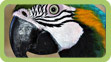 Best Friend - Bird