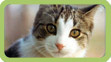 Best Friend - Kitty Kat