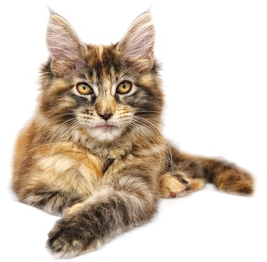 Healthy, laying kitty